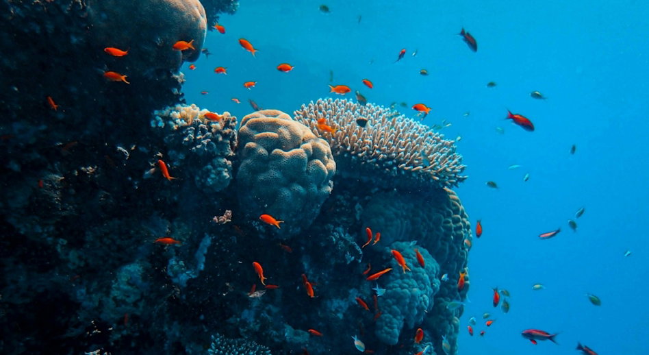 gray and black fish under water